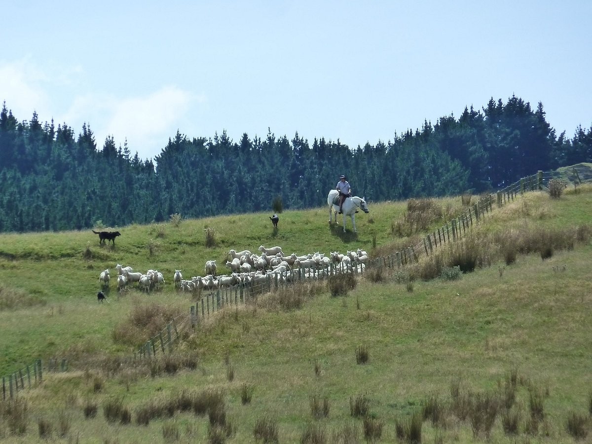 Livestock on NZ lifestyle block